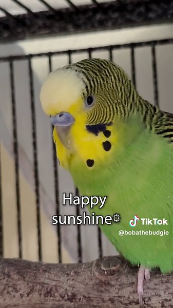 Good Morning Sweetie Bird! Boba the Talking Parakeet