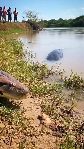 28K views · 82 reactions | Python vs electric eel  #wildlife #animals | Lalit Kumar | Facebook