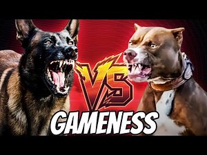 Belgian Malinois VS American Pitbull Terrier: BATTLE OF GAMENESS