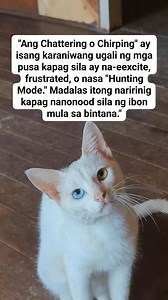 680K views · 10K reactions | Ang "Chattering o Chirping" ay isang...