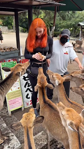 Sweetie Fox on Instagram: "SHOCK CONTENT!😱 Fox was almost eaten by deer 🦌 #fyp #explore #funny #Japan #travel"