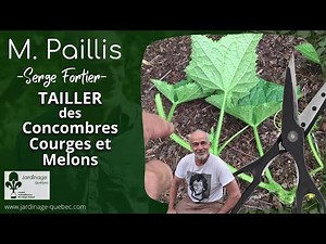 FRUITING PRUNING OF CUCUMBERS, SQUASH AND MELONS - TIPS FROM SERGE FORTIER