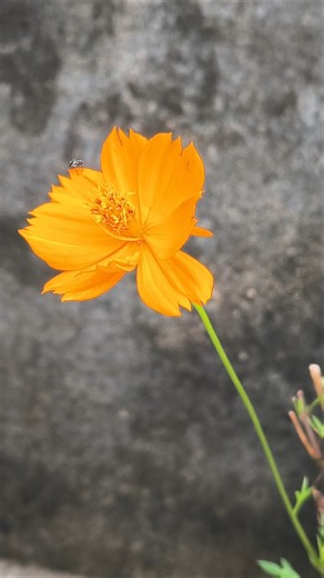 Cosmos Flower Blooming Beauty 🌸 #shorts #cosmos #flowers #trending