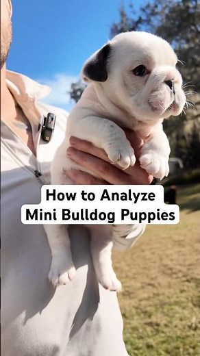 Analyzing Mini Bulldog Puppies!? Every detail matters.