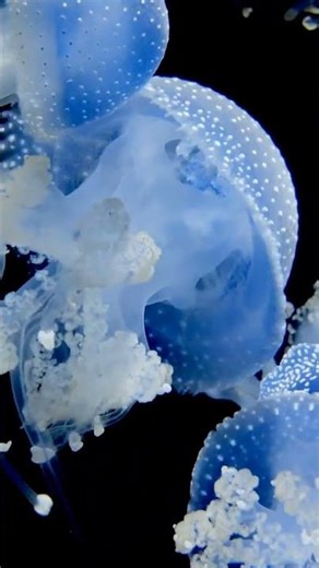Unbelievable Secrets Lurking Beneath the Ocean's Surface