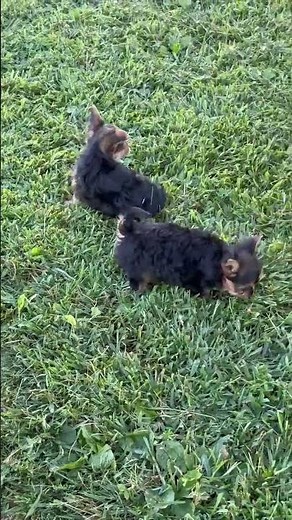 Cuddly Yorkshire Terrier Puppies