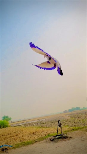 Part 4 Roller pigeons 😈🕊️🌸 #reelsfbシ #FallowPage #kabutar #reels #rollerpigeon #FacebookPage #viralvideo | Jhang pigeons