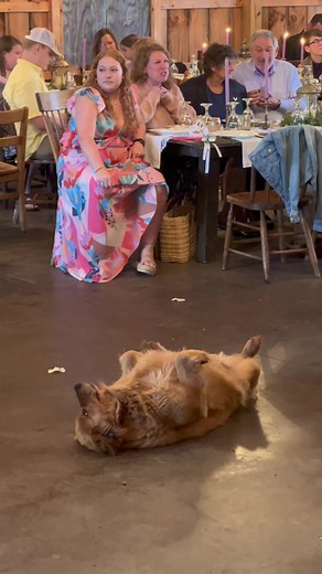 Wedding crasher 🐾 #fyp #foryou #dog #dogs #goldenretriever #weddingtiktok #wedding