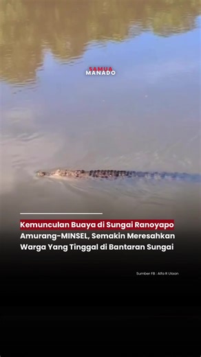 Kemunculan buaya di Sungai Ranoyapo, yang melintasi wilayah Amurang, Kabupaten Minahasa Selatan (Minsel), telah menyebabkan keresahan yang signifikan di antara warga yang tinggal di sepanjang bantaran sungai. Kejadian ini bukan yang pertama kalinya, beberapa laporan menunjukkan bahwa lebih dari satu ekor buaya, dengan ukuran yang mencapai sekitar 3 hingga 4 meter, terlihat muncul ke permukaan. - #samuamanado