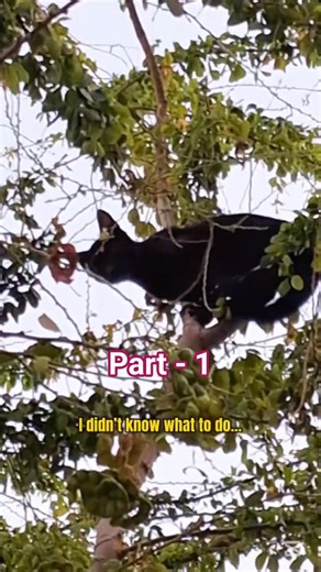 This Kitten Was Stuck… I Had No Choice 😢🐱