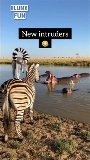 LEMUR ENTERED | FUNNY MOMENTS WITH ZEBRA & LIONS 🦓🦁 EPISODE 30