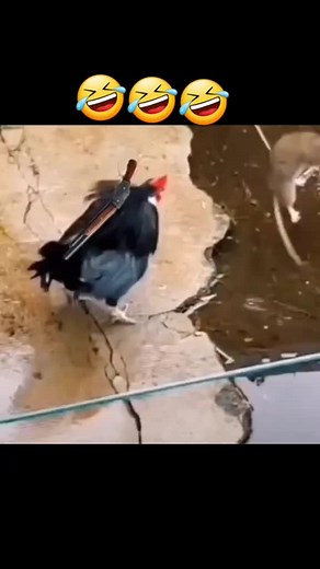 Chickens and Mouse: A Cute Outdoor Interaction