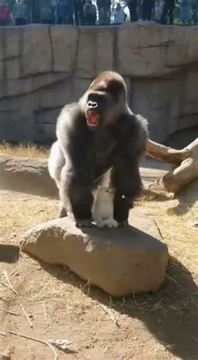 CHAOS at the Zoo! Gorilla protects kitten from baboon pack 🦍💥🐒