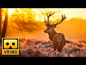 Beautiful Forest Wildlife in VR180 🦌 Deer & Elk - Relaxing VR Experience, Oculus , Apple Vision Pro
