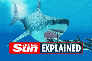 What is a megalodon and what size was the shark?