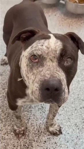 🚨𝐔𝐑𝐆𝐄𝐍𝐓 𝐃𝐎𝐍𝐀𝐓𝐈𝐎𝐍𝐒 𝐍𝐄𝐄𝐃𝐄𝐃 𝐓𝐎 OUR 𝐑𝐄𝐒𝐂𝐔𝐄🐾 LINKS IN BIO