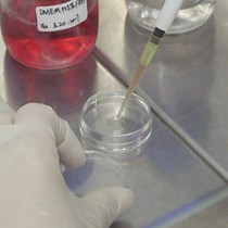 Video: Preparation of Plasma Membrane Vesicles from Bone Marrow Mesenchymal Stem Cells for Potential Cytoplasm Replacement Therapy