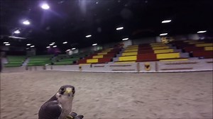 19K views · 605 reactions | Have you ever wondered what the sport of Falconry looks like from the Master Falconer's POV? Well, you're welcome. | Medieval Times Dinner & Tournament | Facebook
