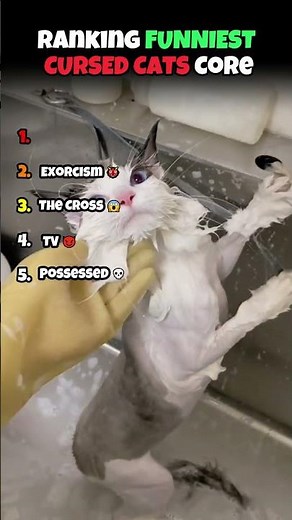 Ranking the Funniest Cursed Cat Moments 👹 #cats #cat #funny #cute #kitten #funnycats #memes #viral