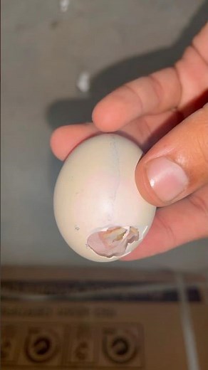 ✅ “Baby Chicks Hatching Inside the Egg – Amazing Birth Moment! #shorts