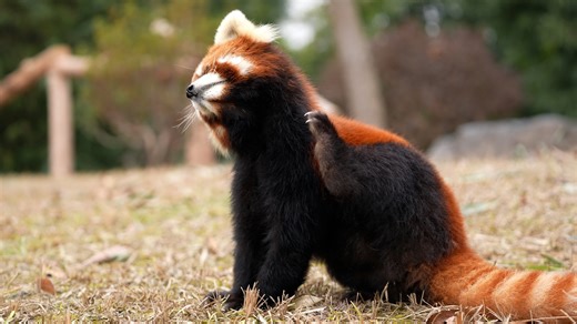 Zero shedding after that scratch? Red panda, is your fur glued on? #HiPanda #ChengduPandaBase #PandaFun #WildlifeParadise For more panda information, please check out: https://en.ipanda.com | iPanda
