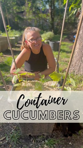 Angel Gist on Instagram: "HOW TO PLANT CUCUMBERS IN CONTAINERS⬇️ 😎Repeat after me, gardening doesn’t have to be hard! You can plant fruits and veggies in containers and they will grow beautifully! You don’t need anything expensive either. We got our 15 gallon containers for $6 each! 🥒Cucumbers are super easy to grow. Plant seeds 4-6 inches apart then thin to about 6-12 inches and make sure they have a trellis. They can grow pretty long. They like plenty of water, but don’t over do it. Make sur