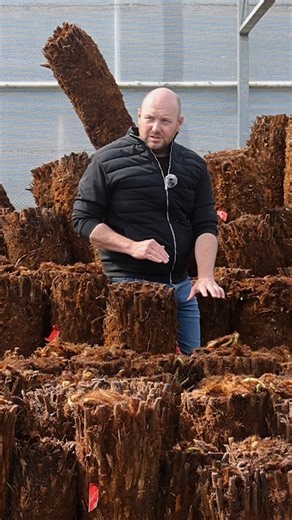 1.8K views · 15 reactions | Today Chris talks about our Tree Fern 'Dicksonia Antarctica' collection. #ferns #trees #gardenstyle #gardening | Gardening Express | Facebook