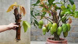 1.8M views · 40K reactions | How To Grow Mango With Branches Super Fast And Produce Lots Of Fruit | Great DIY Idea | Facebook