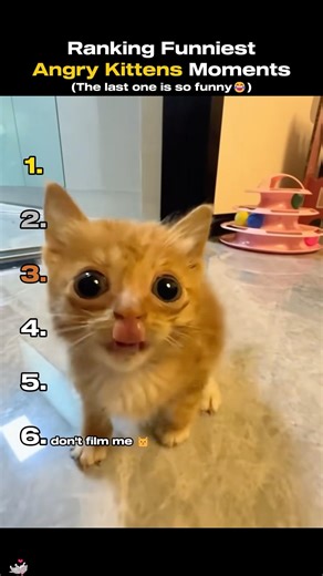 Ranking Funniest Angry Kittens Moments😂 #funnycats #cutecat #kitten #trending