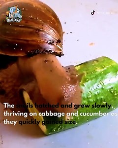 16K views · 12 reactions | " Giant Dreams: Raising the World’s Largest Snail" | RanganayakammaKitchen | Facebook