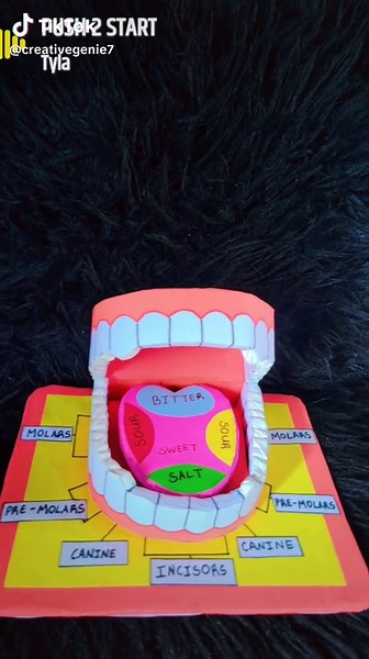 Another one, don't be afraid to link me up for all school projects. model of the human teeth build from cardboard. #teeth#fyp #foryou #foryoupage #trending #viral #tiktok #duet #xyzbca #canine #molar #school #dyi #teeth #smiledaychallenge