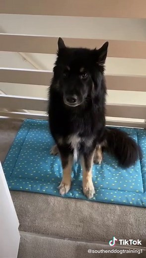 SouthendDogTraining on TikTok