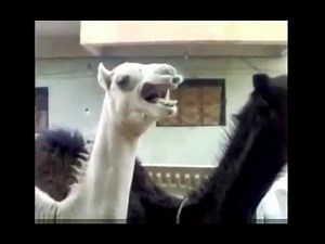 Peter Griffin camel laugh