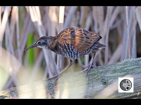 Cri du râle de Virginie/Call of the Virginia Rail
