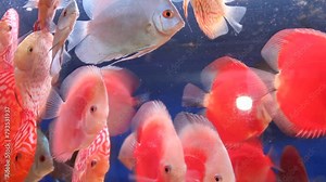 Many schools of colorful discus fish in aquariums are for sale at the Splendid Malang animal market