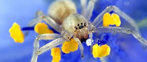 Yellow Sac Spider