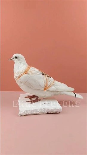 preservation of died pigeon#pigeon #pigeons#birds#fancypigeon#kabutar#pigeonlover#love#amazing