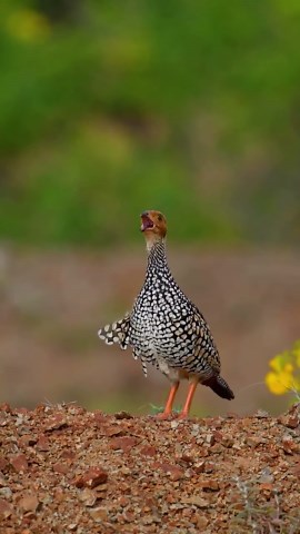 Exploring the Vibrant World of Colorful Birds