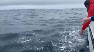 6.4K views · 120 reactions | Dolphins happy at home on our North Coast  Six days in a row, dolphins on our #seasafari! Visit Aquaholics at their Facebook page below to find out more about booking your sea safari.  Aquaholics | Love Ballymena | Facebook