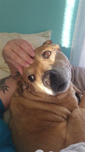 pitbull cattle dog basenji mutt mix old lady dog cuddle