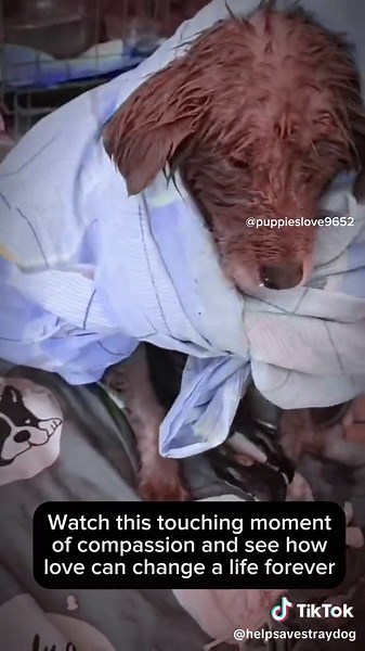 Stray Dog Rescued & Adopted #dogrescue #bravedog #rescuedog #dogadoption #straydogs #rescueanimals #puppy #doglover #bravedogsoftiktok