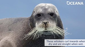 Look at those curly whiskers! Learn more about the bearded seal in our Marine Life Encyclopedia: https://bit.ly/3pkdVB3 | Oceana