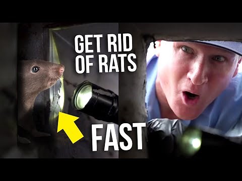 The BEST Way to Get Rid of Rats and Mice QUICKLY from your Ceiling and Walls - Twin Plumbing