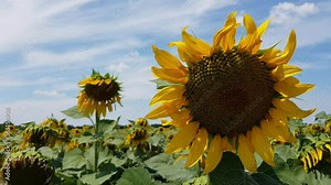 Yellow sunflower blossoms in wind with drooping sunflowers and blue sky on background. Helianthus annuus flower head closeup. Agricultural field of natural oil