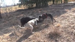 Boaring Australia - Pig Hunting Australia, Dans solo run hunting wild boar - Watch as Dan heads out in Qld Australia to hunt wild boar with the dogs. YT CHANEL https://www.youtube.com/channel/UCb-wq1u87AiEeqPM8QJpRpw Its just about summer time and heating up so he decides to try his luck walking dams in the heat of the late afternoon. The dogs do some good finds and even go for a swim chasing after a good boar. Make sure you check out our Instagram for more short videos @_boaring_ | Video Hunts