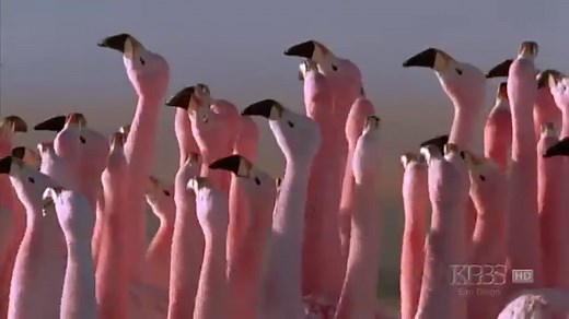 (Hilarious) Andean flamingo mating dance | NATURE | "Andes: The Dragon's Back"