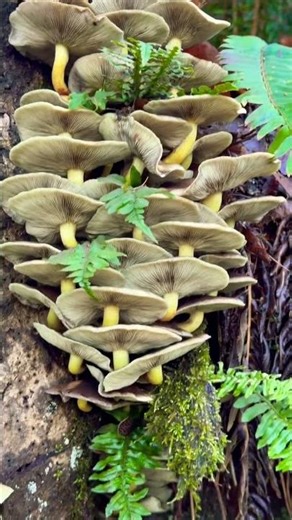 #mushroom #species #colony #nature #outdoors #funfacts #فطر #طبيعة 🍄🍄‍🟫