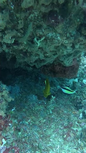 #Three-Spot Angel Fish(Apolemichthys trimaculatus).
