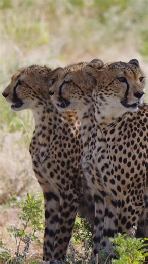 Cheetah fun fact #cheetah #animals #funfacts