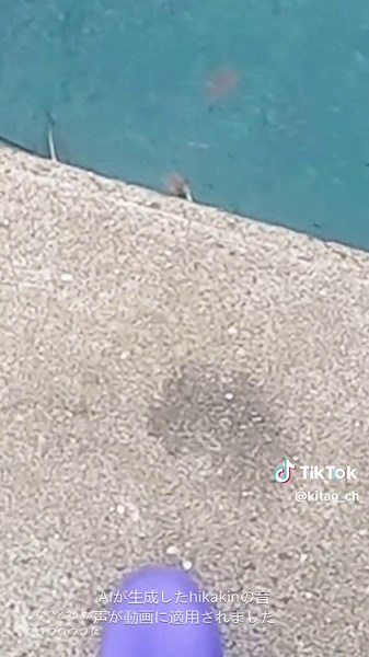 エギングで初めてのアオリイカ釣り体験